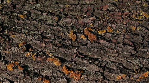 Bark of tree. The bark of a tree on which ants crawl.. Stock Footage 131128058