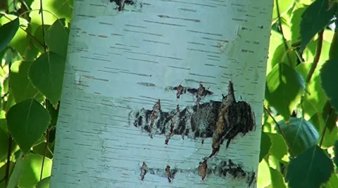 Bark of tree is a birch Stock Footage 33595384
