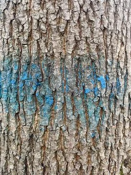 Bark of a tree with blue sprayed color close up texture Stock Photos