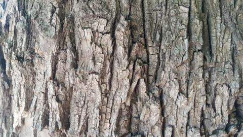 The bark of the tree is branched with patterns Stock Photos