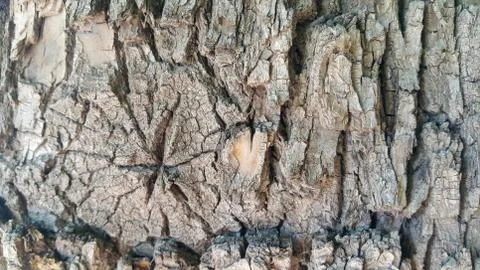 The bark of the tree is branched with patterns Stock Photos