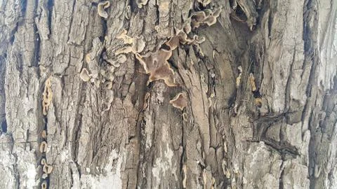 The bark of the tree branching patterns Stock Photos