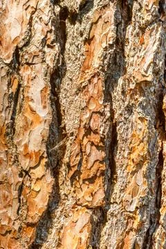 The bark of the tree is brown with deep cracks Stock Photos