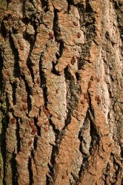 Bark tree, bug Foto stock