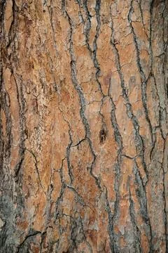 Bark of tree cedar closeup. Natural texture Foto stock