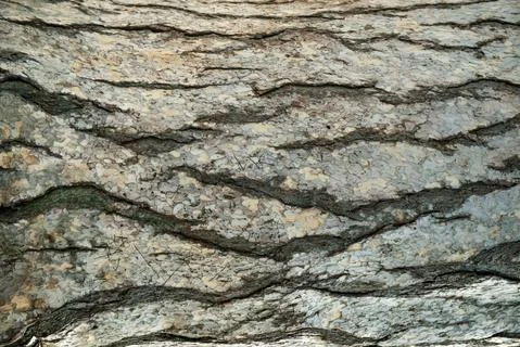 Bark of tree cedar closeup. Natural texture Stock Photos