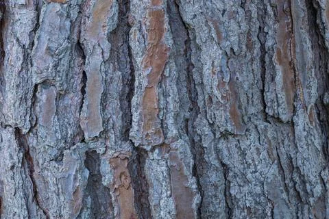 Bark of a tree close-up. background and texture. Stock Photos