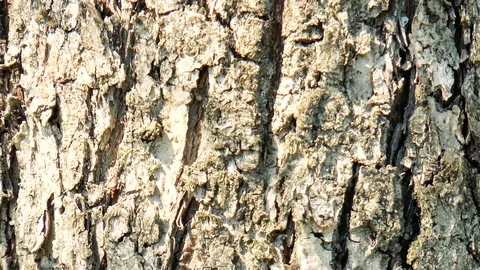 Bark of a tree close-up Stock Footage 89958496