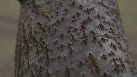 Bark of a tree close up Stock Footage 123433260