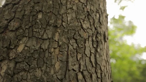 Bark of a tree close up, impressive beautiful bark of a tree, bark of an oak Video stock 100364763