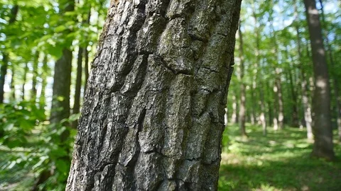 Bark of a tree close-up. Nature background Video stock 90357157