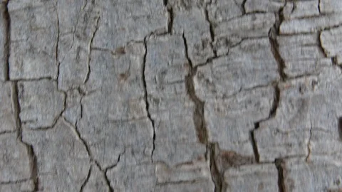 Bark of a tree close-up. Nature background Stock-Footage 102187866