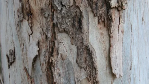 Bark of a tree close-up.  Nature background Видео 102261604