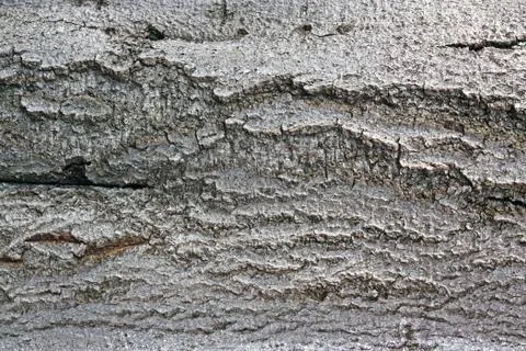 The bark of a tree close up. Texture of bark wood use as natural background Stock Photos