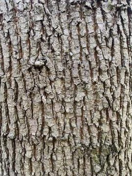 Bark of a tree close up texture Stock Photos