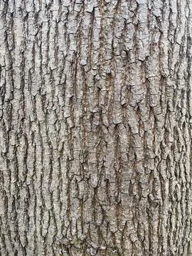 Bark of a tree close up texture Stock Photos