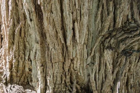 Bark of tree, close up to the trunk of a tree. Stock Photos