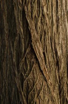 Bark of tree, close up to the trunk of a tree. Stock Photos