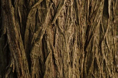 Bark of tree, close up to the trunk of a tree. Stock Photos