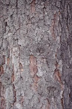 Bark of tree close up. Wooden natural texture .The concept of protecting an.. Stock Photos