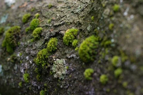 Bark of tree covered with green moss Stock Photos