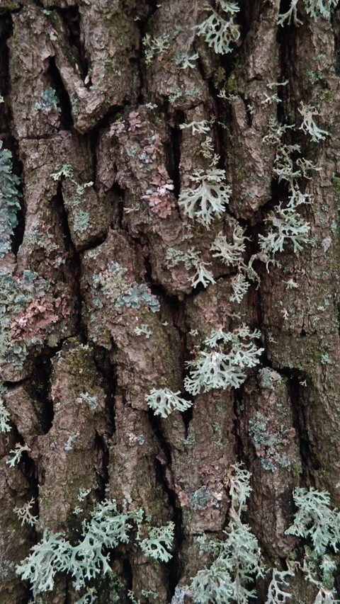 The bark of a tree covered with lush green moss Stock Footage 318414973