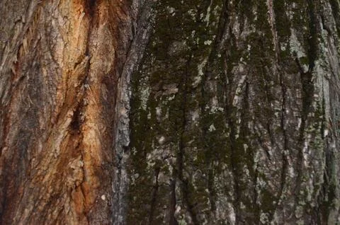 The bark of a tree is covered in moss and has a brown and black color. Stock Photos