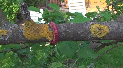 The bark of the tree creeps a large
caterpillar Vídeos de archivo 56634461
