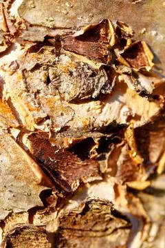 Bark of tree, detailed structural pattern. Brown color background. Foto stock