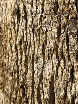 Bark of a tree, dry brown bark of palm tree, background, summer concept Stock Photos