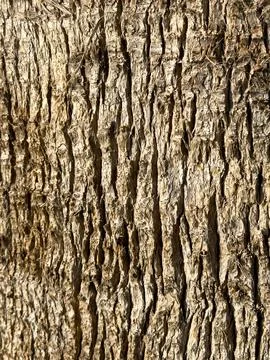 Bark of a tree, dry brown bark of palm tree, background, summer concept Stock-Fotos