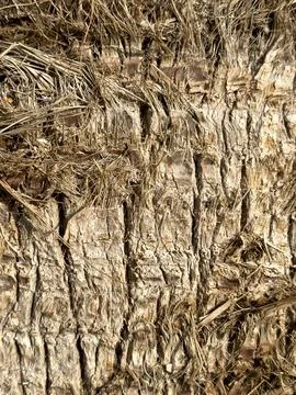 Bark of a tree, dry brown bark of palm tree, background, summer concept Stock Photos