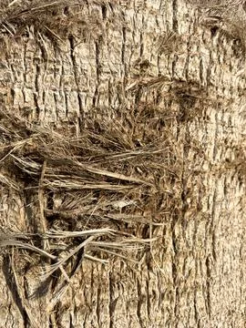 Bark of a tree, dry brown bark of palm tree, background, summer concept Stock Photos