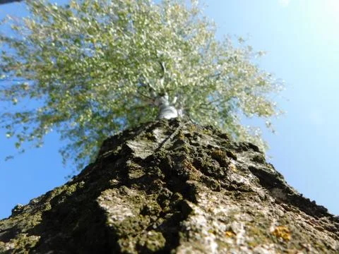 The bark of the tree is focused in the middle Fotos Stock