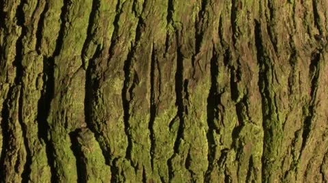 Bark of tree Video stock 11425016