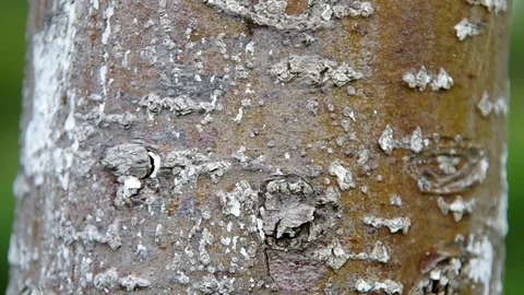 Bark of tree Stock Footage 73149391