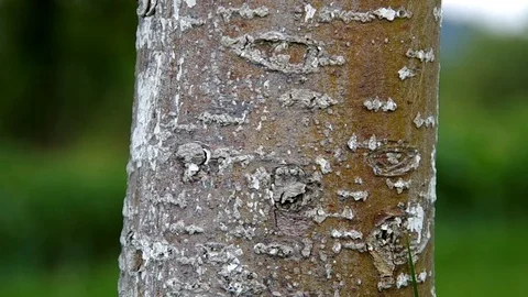 Bark of tree Stock Footage 73149413