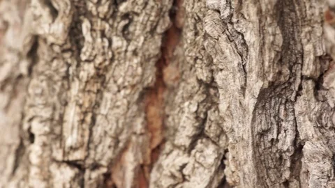 Bark of tree Stock Footage 77805216