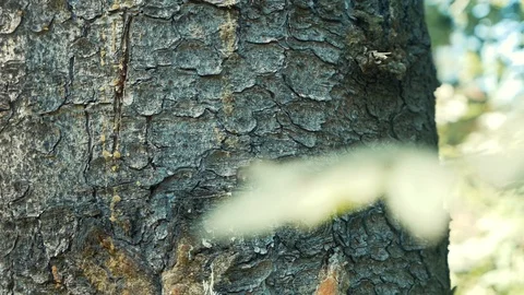 Bark of a tree Stock Footage 95410165