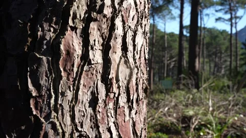 Bark on a tree Stock Footage 337128032