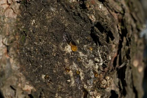 Bark of a tree in the forest. A drop of resin on the bark of a tree. Close-up. Stock Photos