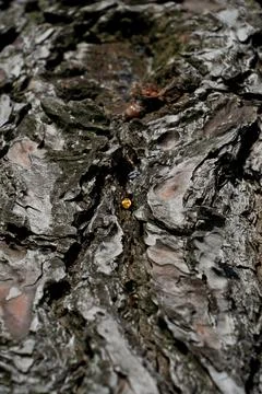 Bark of a tree in the forest. A drop of resin on the bark of a tree. Close-up. Stock Photos