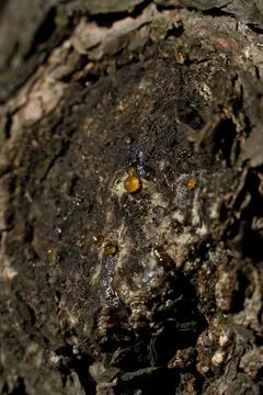 Bark of a tree in the forest. A drop of resin on the bark of a tree. Close-up. Stock Photos