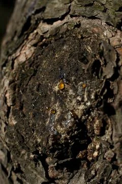 Bark of a tree in the forest. A drop of resin on the bark of a tree. Close-up. Stock-Fotos