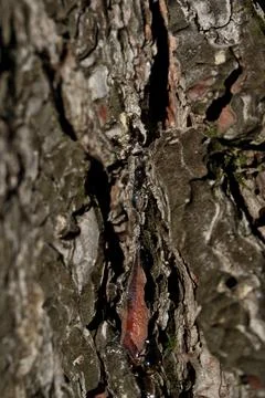 Bark of a tree in the forest. A drop of resin on the bark of a tree. Close-up. Foto stock