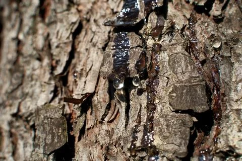 Bark of a tree in the forest. A drop of resin on the bark of a tree. Close-up. Stock Photos