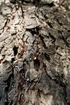 Bark of a tree in the forest. A drop of resin on the bark of a tree. Close-up. Stock Photos
