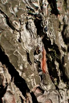 Bark of a tree in the forest. A drop of resin on the bark of a tree. Close-up. Stock Photos
