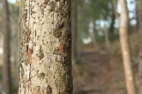 Bark on a tree in the forest - Fornebu Stock Photos