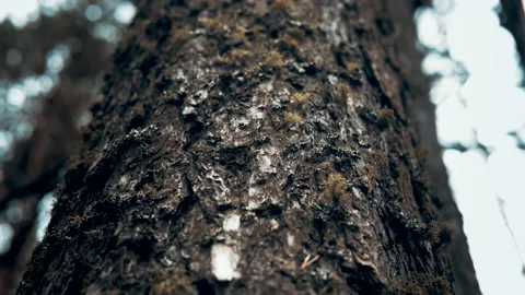 Bark of a tree in the forest, the movement of looking down, close-up Stock Footage 141967351